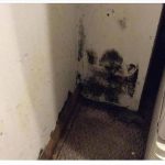 Mold Attack in Naples Manor